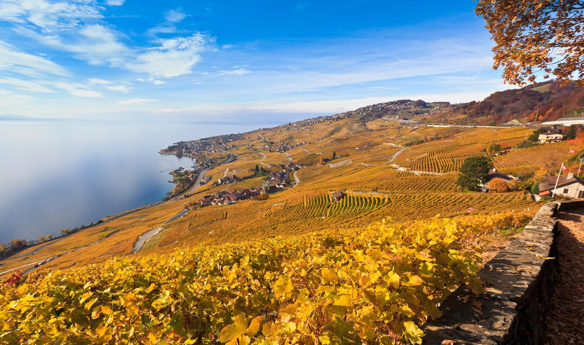 Lavaux se pare d'ambre face à l'infini lac.